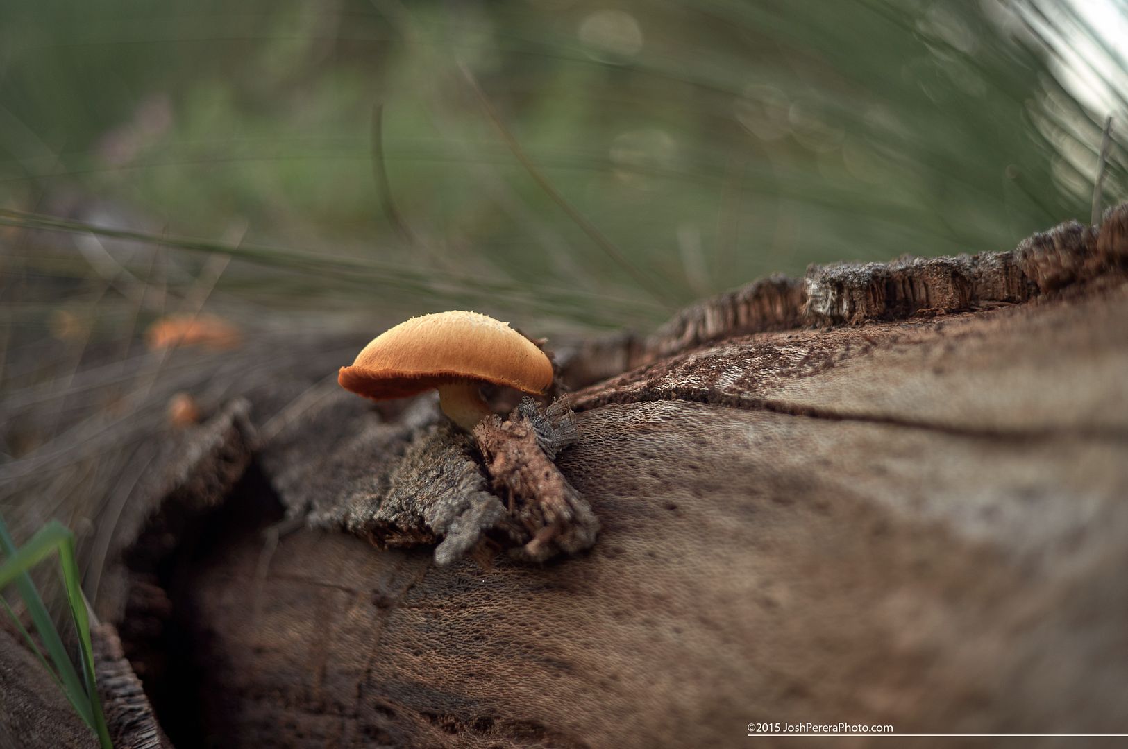 Friday fungus... took the dogs for a walk this afternoon and decided to throw my old Nex5n in my pocket to take a few snaps. I havn't taken this camera out in a while as I mainly shoot my A7r these days, but the snaps I took this arvo show just how capable this slightly aging, pocket-able little camera still is. Taken with Sony Nex5n with Minolta 45m f2 Friday fungus... took the dogs for a walk this afternoon and decided to throw my old Nex5n in my pocket to take a few snaps. I havn't taken this camera out in a while as I mainly shoot my A7r these days, but the snaps I took this arvo show just how capable this slightly aging, pocket-able little camera still is. Taken with Sony Nex5n with Minolta 45m f2
