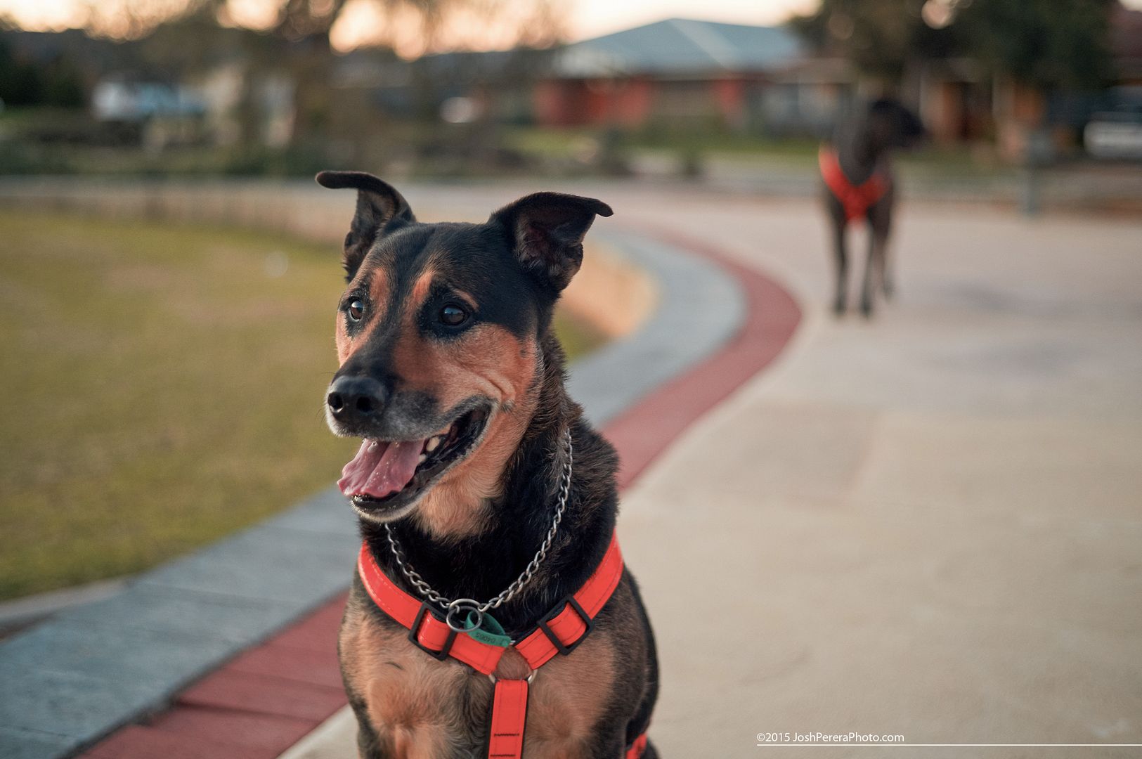 My mate Dengis. Took the dogs for a walk this afternoon and decided to throw my old Nex5n in my pocket to take a few snaps. I havn’t taken this camera out in a while as I mainly shoot my A7r these days, but the snaps I took this arvo show just how capable this slightly aging, pocket-able little camera still is. Taken with Sony Nex5n with Minolta 45m f2 My mate Dengis. Took the dogs for a walk this afternoon and decided to throw my old Nex5n in my pocket to take a few snaps. I havn’t taken this camera out in a while as I mainly shoot my A7r these days, but the snaps I took this arvo show just how capable this slightly aging, pocket-able little camera still is. Taken with Sony Nex5n with Minolta 45m f2