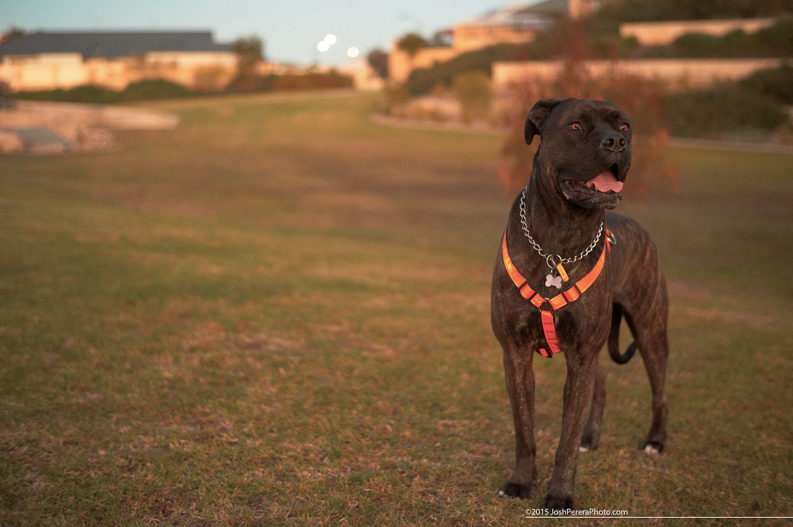My big girl BabyDoll. Took the dogs for a walk Friday afternoon and decided to throw my old Nex5n in my pocket to take a few snaps. I havn’t taken this camera out in a while as I mainly shoot my A7r these days, but the snaps I took the other arvo show just how capable this slightly aging, pocket-able little camera still is. Taken with Sony Nex5n with Minolta 45m f2 My big girl BabyDoll. Took the dogs for a walk Friday afternoon and decided to throw my old Nex5n in my pocket to take a few snaps. I havn’t taken this camera out in a while as I mainly shoot my A7r these days, but the snaps I took the other arvo show just how capable this slightly aging, pocket-able little camera still is. Taken with Sony Nex5n with Minolta 45m f2