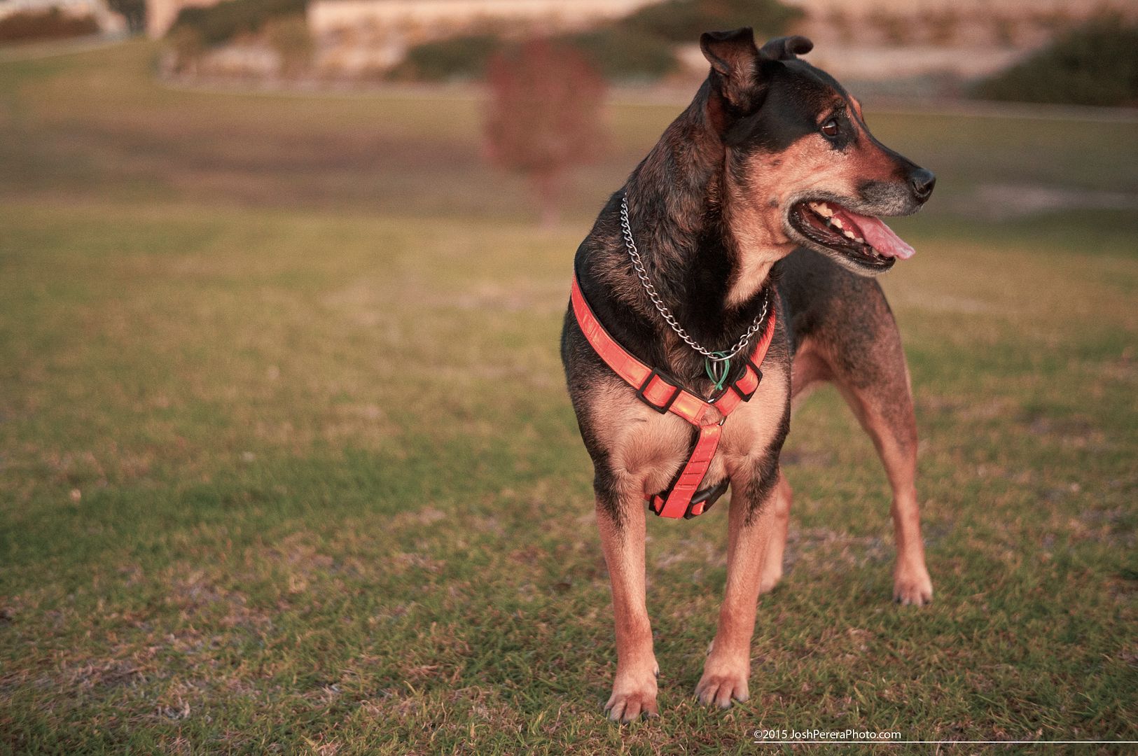 My mate Dengis. Took the dogs for a walk Friday afternoon and decided to throw my old Nex5n in my pocket to take a few snaps. I havn’t taken this camera out in a while as I mainly shoot my A7r these days, but the snaps I took the other arvo show just how capable this slightly aging, pocket-able little camera still is. Taken with Sony Nex5n with Minolta 45m f2 My mate Dengis. Took the dogs for a walk Friday afternoon and decided to throw my old Nex5n in my pocket to take a few snaps. I havn’t taken this camera out in a while as I mainly shoot my A7r these days, but the snaps I took the other arvo show just how capable this slightly aging, pocket-able little camera still is. Taken with Sony Nex5n with Minolta 45m f2