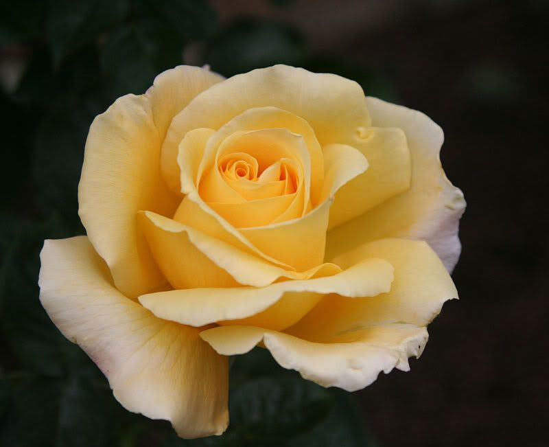 Glorious Hybrid tea