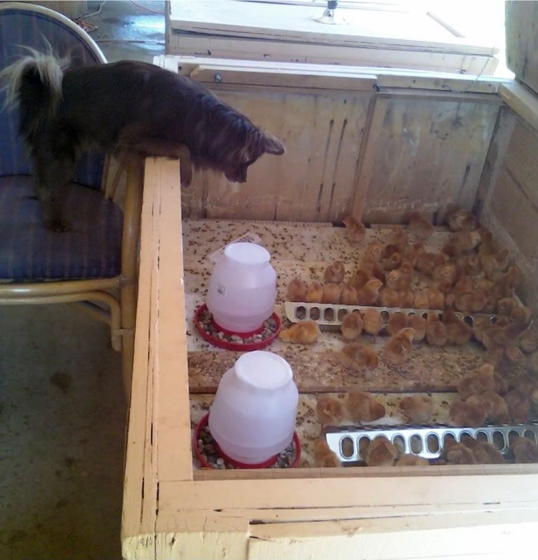 Chicks in the new brooder