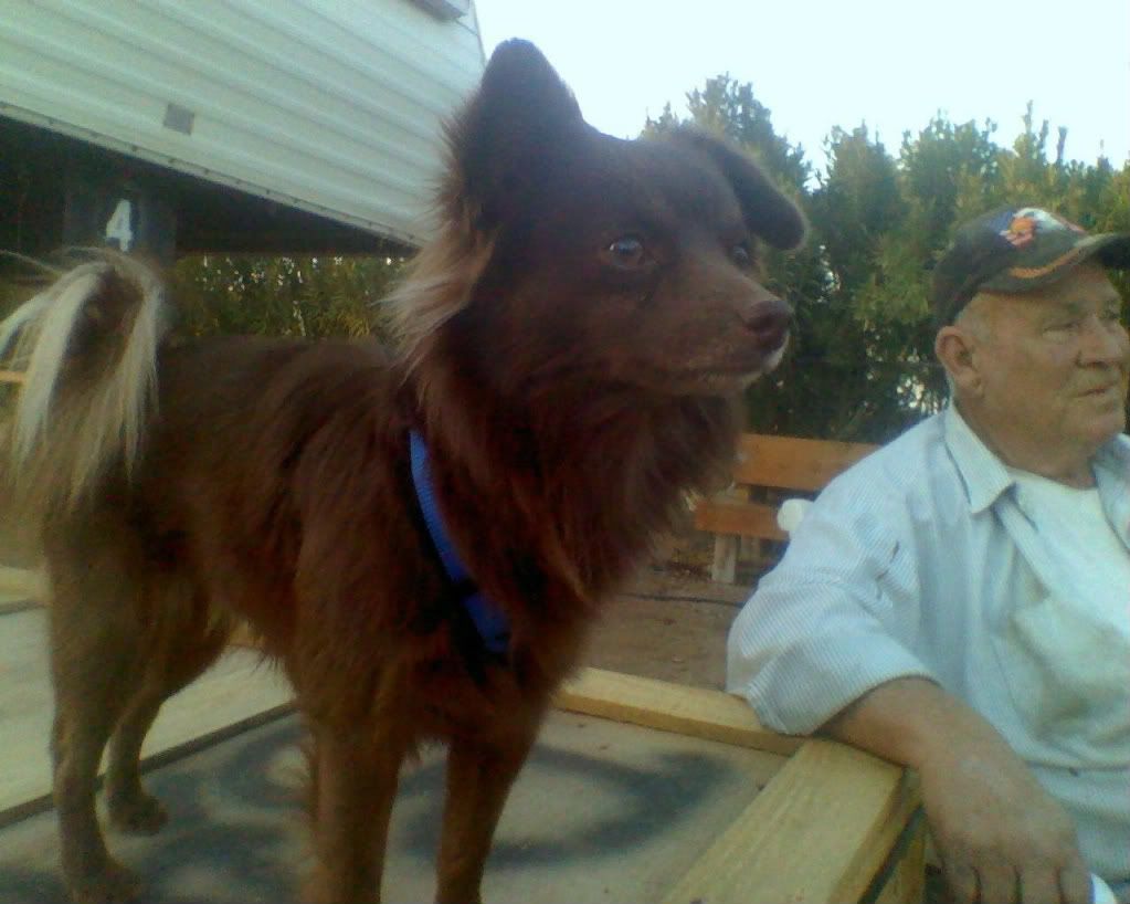 Bear as supervisor