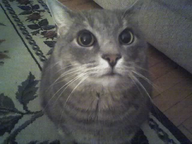 re: Post Photos of Your Pets...in Honor of Stoli!