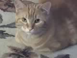 re: Post Photos of Your Pets...in Honor of Stoli!