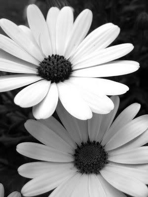 black and white flowers photography. lack and white flowers