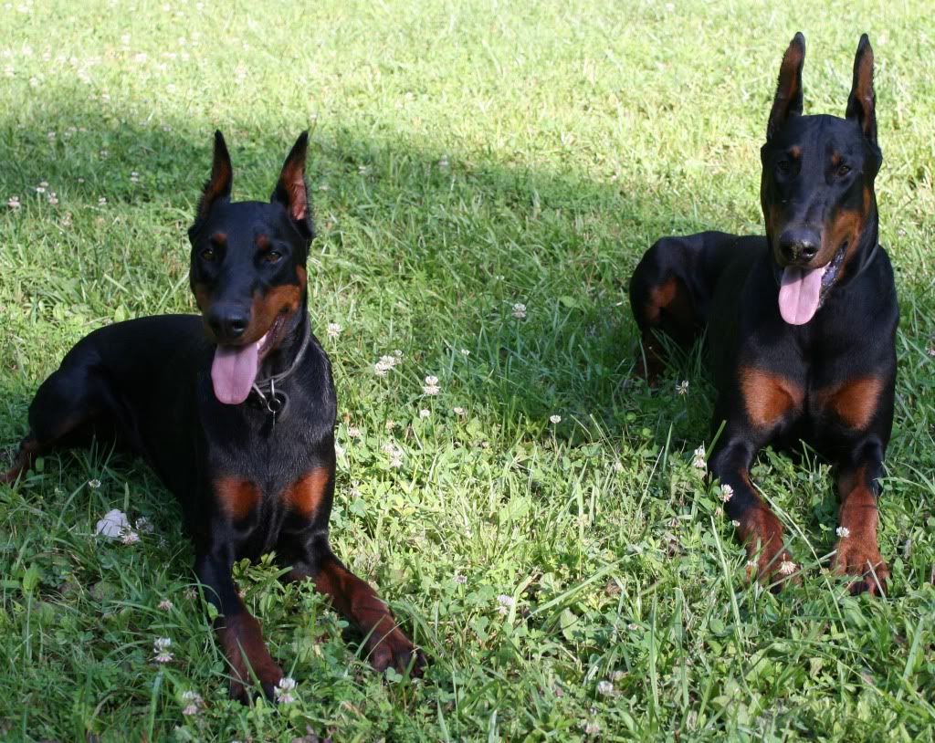 dobermans pictures