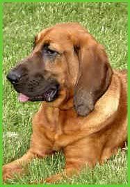 bloodhound.jpg dog image by Katie_pistal