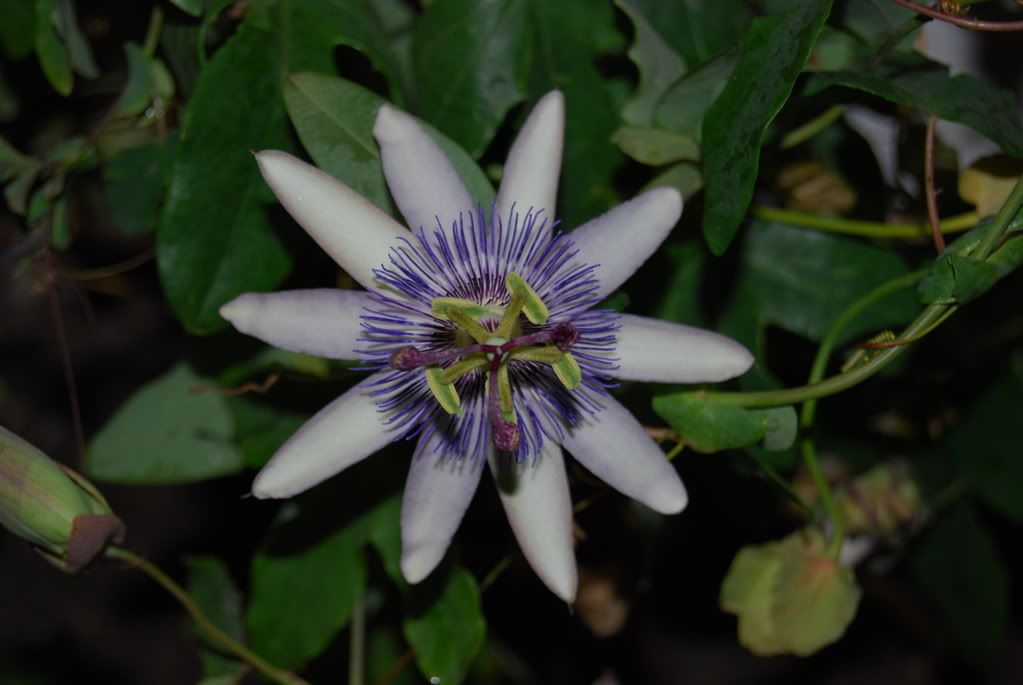 DSC_0321.jpg