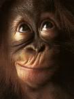 http://i281.photobucket.com/albums/kk229/windyvintage/orangutan.jpg