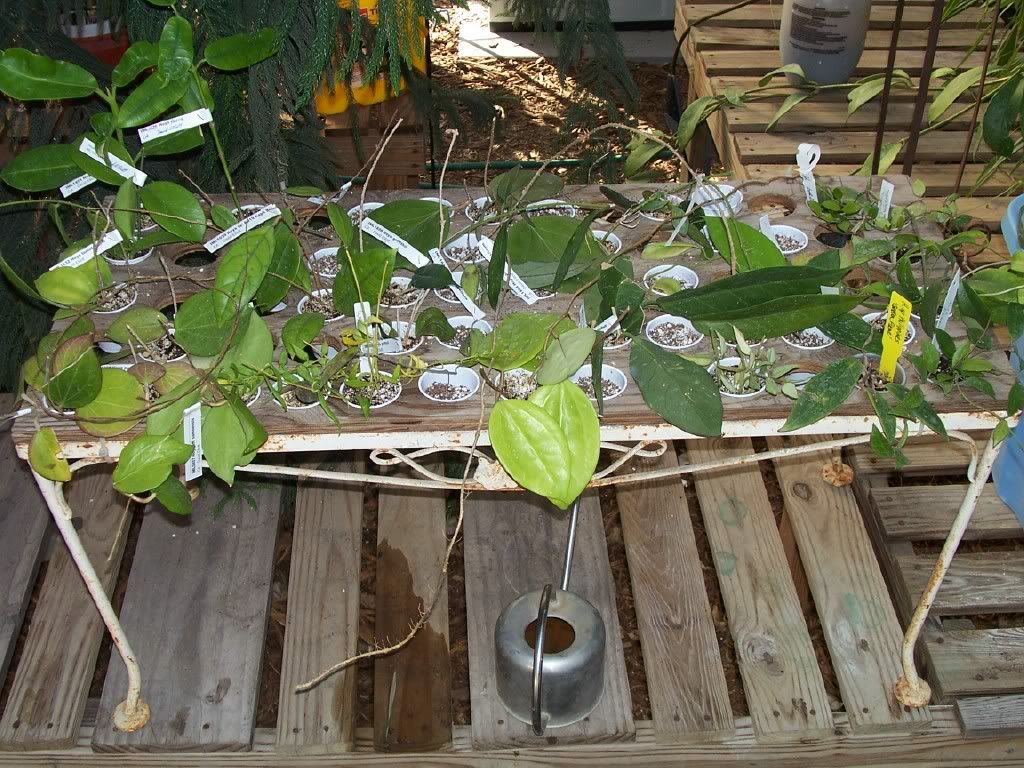 Hoya Acuta