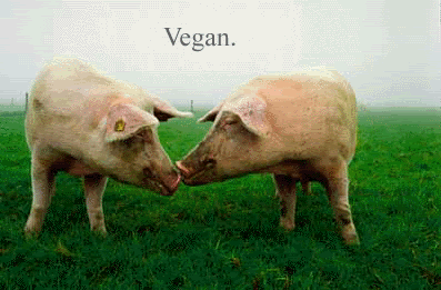 kissingpigs.gif