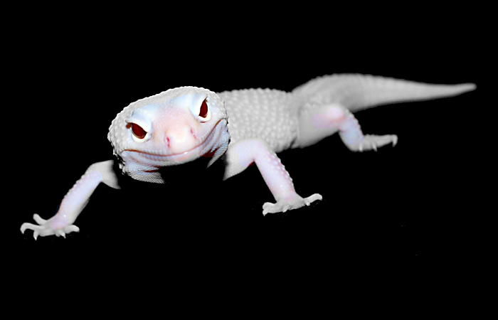 Diablo Blanco Leopard Gecko For me it would be diablo