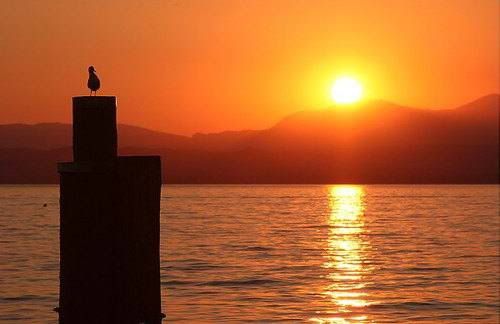 bird sunset photo: bird on post 3 lake-garda-sunset-bird-on-post-b.jpg