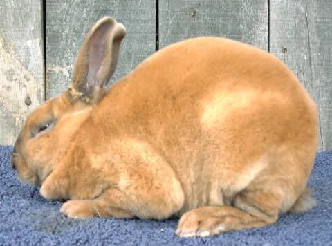 chocolate tortoiseshell