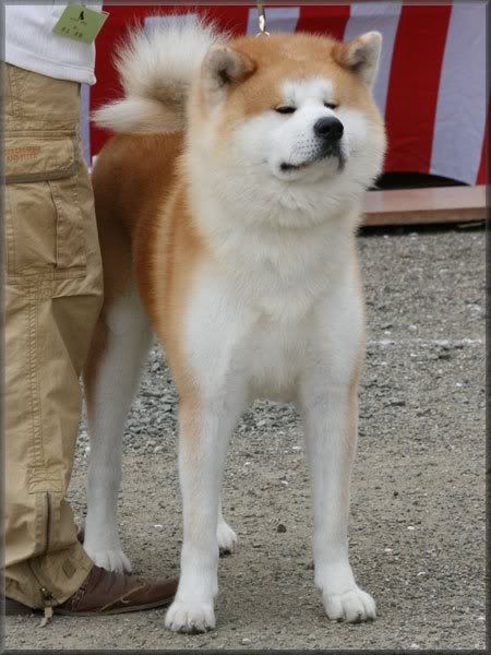 japanski borbeni pas