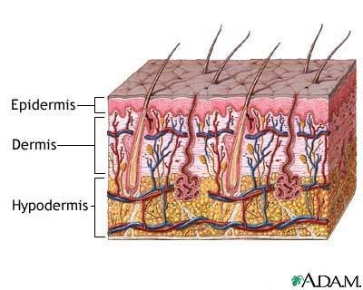 Layers Of The Skin. skin-layers-picture.jpg skin 4