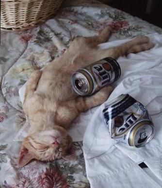 drunkencat.jpg