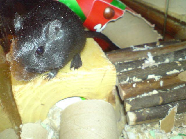 DSC00068.jpg