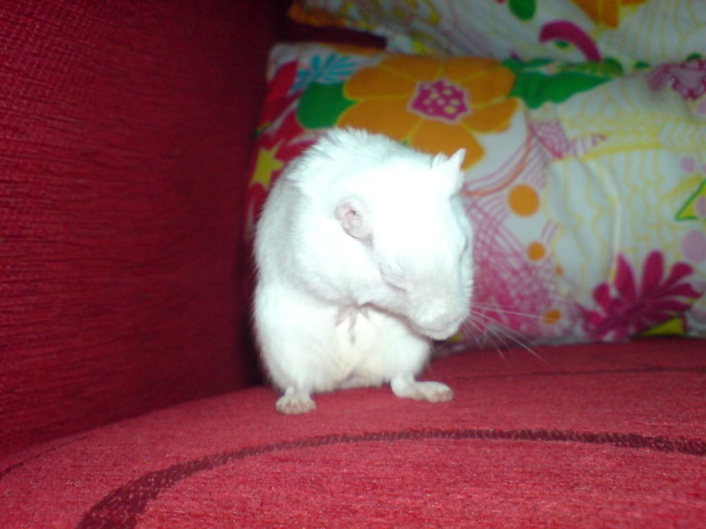 DSC00086.jpg