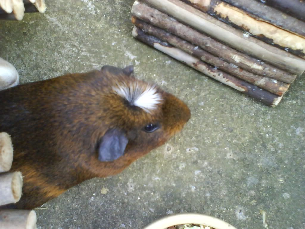 DSC00786.jpg