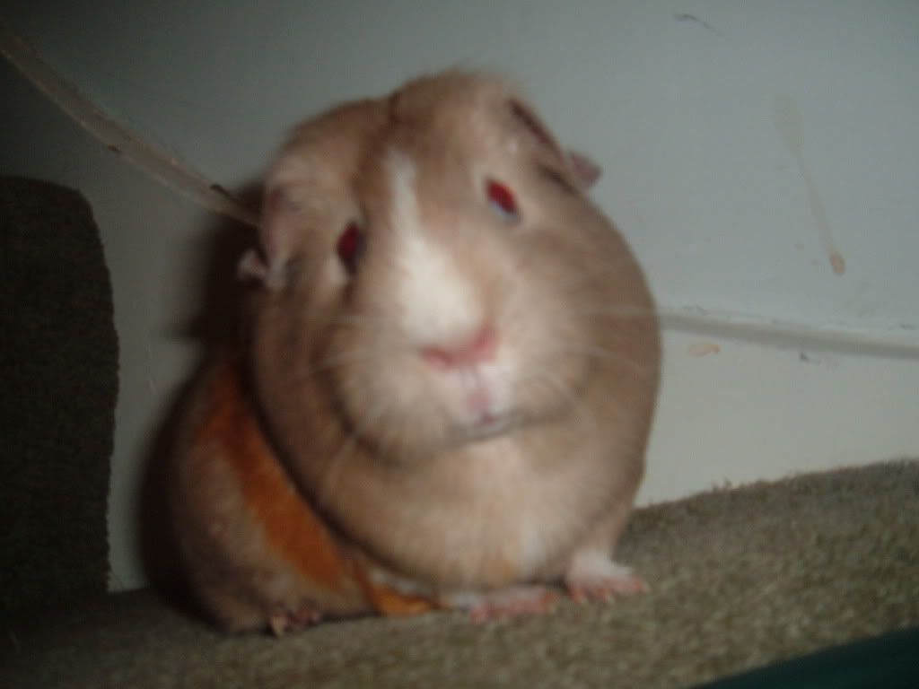 DSCF1383.jpg