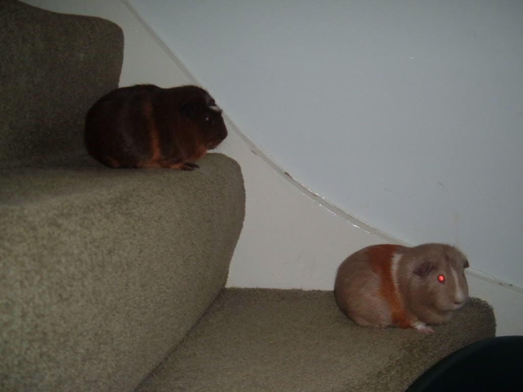 DSCF1386.jpg