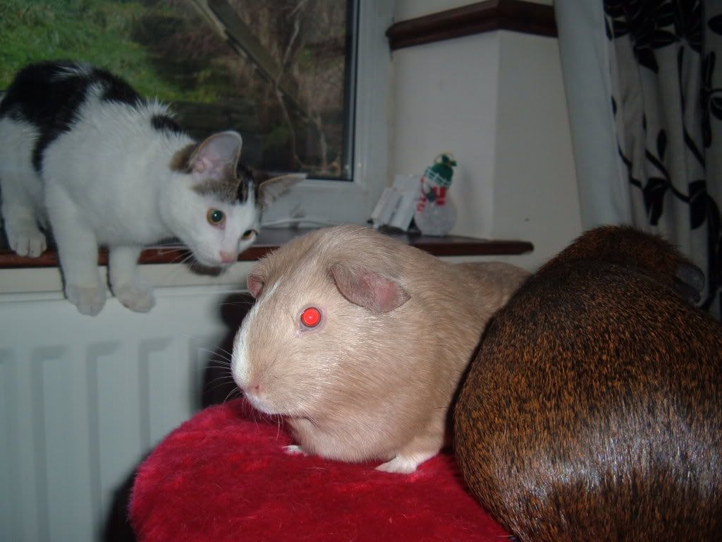 DSCF1471.jpg