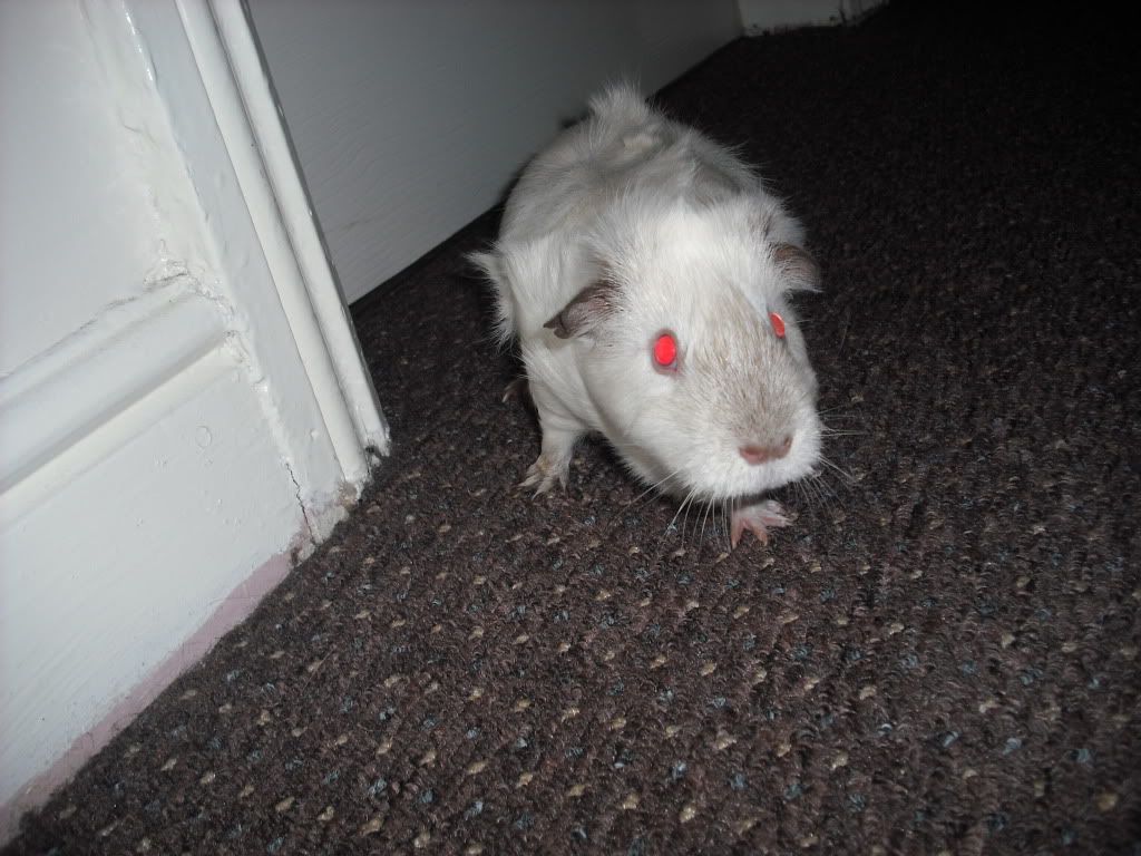 DSCF2695.jpg