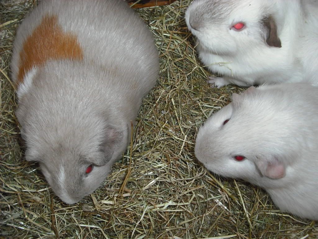 DSCF3784.jpg