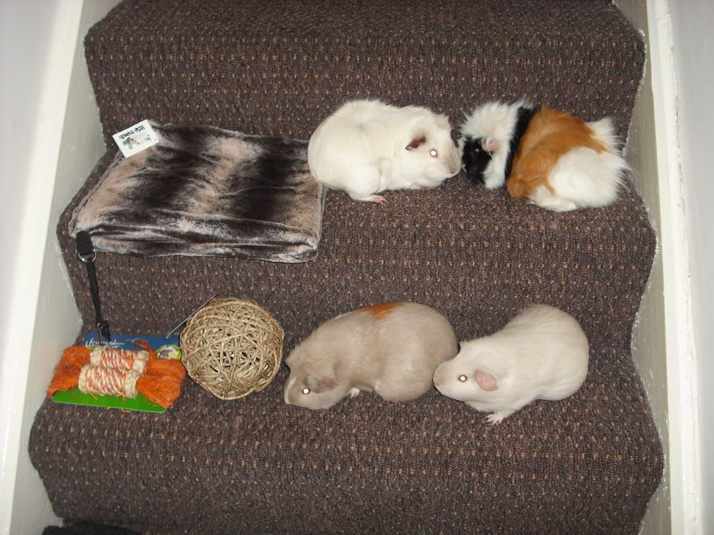 DSCF3701.jpg