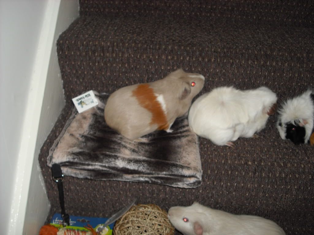 DSCF3702.jpg