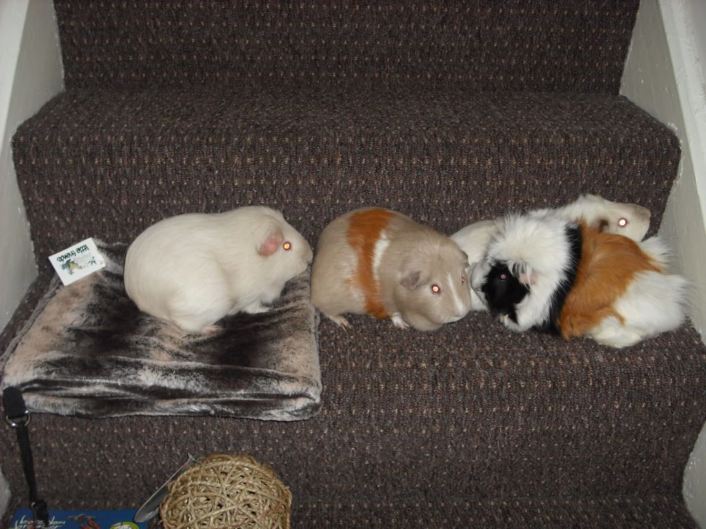 DSCF3705.jpg