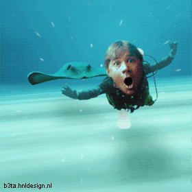 swim.gif