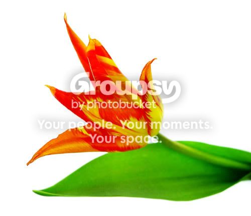 My Image 52