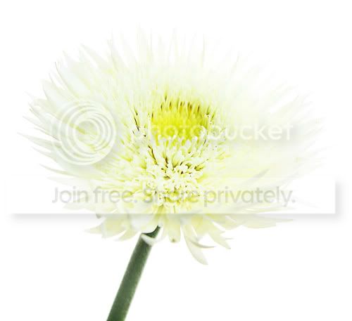 My Image 47