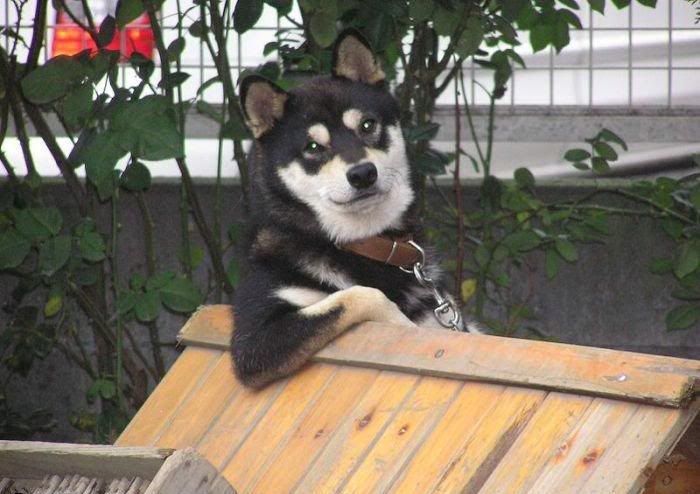 cooldog.jpg