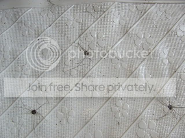 IMG_0316.jpg