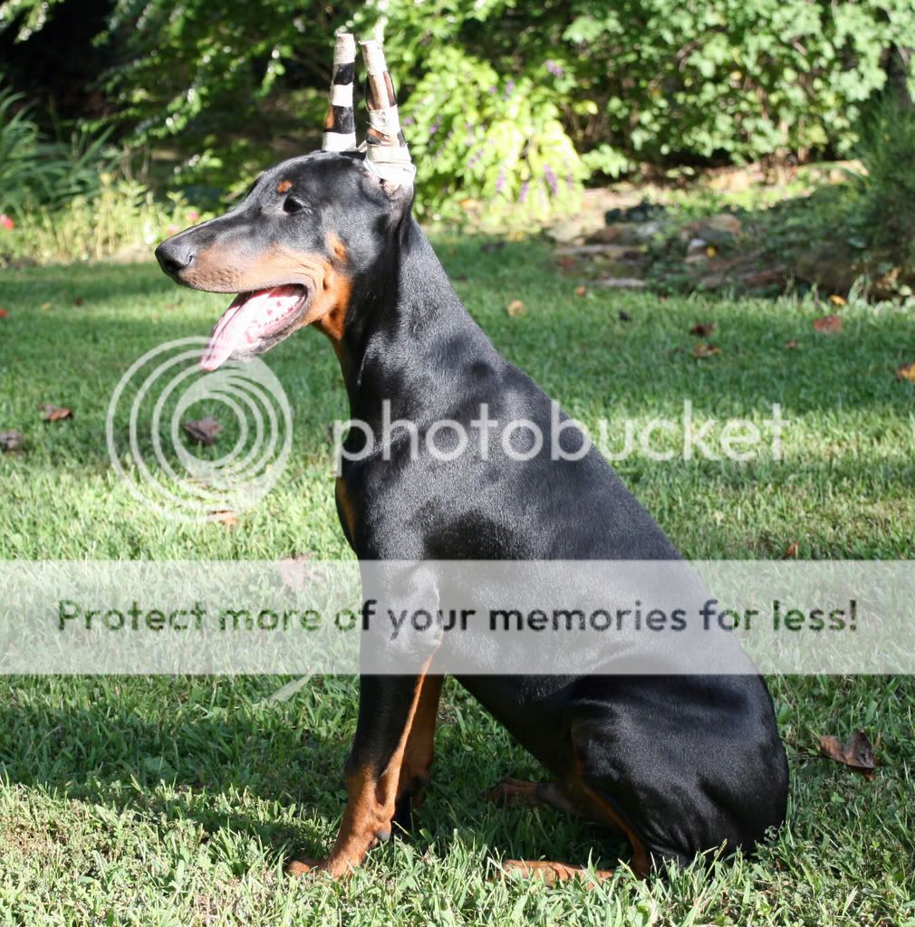 Zen is 4 months old (photos) - Doberman Forum : Doberman Breed Dog Forums