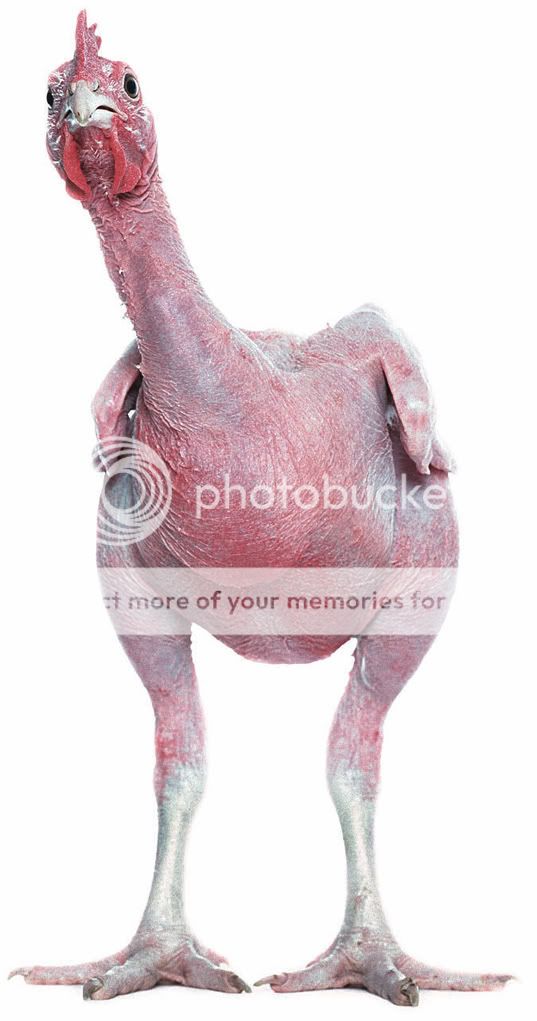 featherless-chicken.jpg